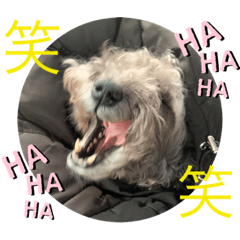 [LINEスタンプ] ルーシ