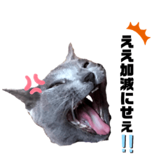 [LINEスタンプ] 西岡さんちの猫まみれ