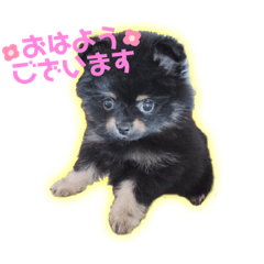 [LINEスタンプ] めんこぽんたん