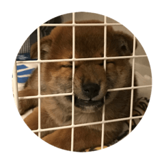 [LINEスタンプ] shibaben2