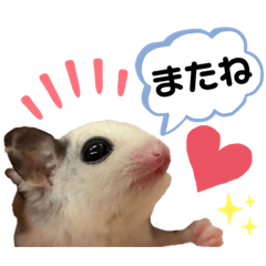 [LINEスタンプ] 日常で使える 可愛いペットスタンプ