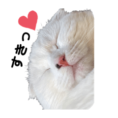 [LINEスタンプ] 愛猫(パリンコ)スタンプ