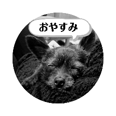 [LINEスタンプ] ポメチワ ミックス犬 ぽちお ①