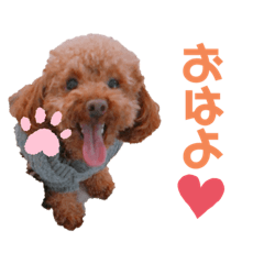 [LINEスタンプ] トイプー♡神羽