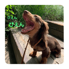 [LINEスタンプ] Sjas