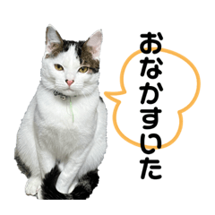 [LINEスタンプ] 兄妹猫スタンプ