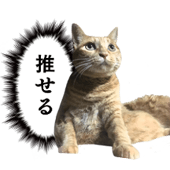 [LINEスタンプ] 茶トラ猫チビタン2