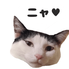 [LINEスタンプ] 小梅ちゃんの日常(1)