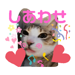 [LINEスタンプ] ネコちゃんと日常生活。