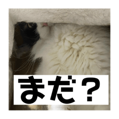 [LINEスタンプ] タイガーとよそもの日和