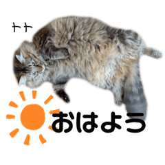 [LINEスタンプ] Dep 里親様スタンプ 猫ver③