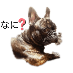 [LINEスタンプ] フレンチブルのBillくん1