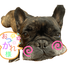 [LINEスタンプ] フレンチブルのBillくん2