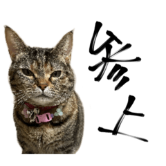 [LINEスタンプ] たぬきねこセンパイ