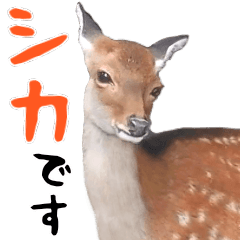 [LINEスタンプ] ほほえみフレンズ シカの自由な日常生活の画像（メイン）