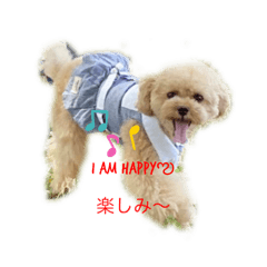 [LINEスタンプ] hirokkeさんちのトイプードル姉妹