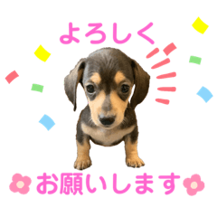 [LINEスタンプ] 『ちょこ』スタンプ
