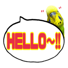 [LINEスタンプ] ☆第7弾☆かわいい☆セキセイインコ