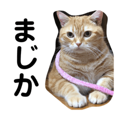 [LINEスタンプ] わたなべ家☆4