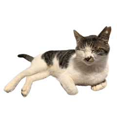 [LINEスタンプ] ねこのたろー