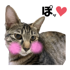 [LINEスタンプ] 仲良しにゃんこといっしよ♬︎♡4