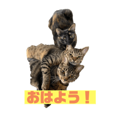 [LINEスタンプ] 我が家の可愛い3匹の猫たちのスタンプ
