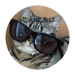 [LINEスタンプ] 猫05