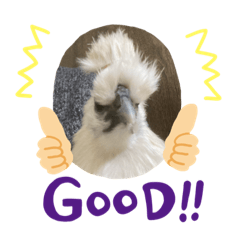 [LINEスタンプ] うこっけいのふうちゃん 顔