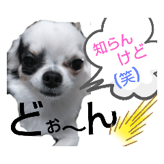 [LINEスタンプ] ☆心菜の☆色々使える関西弁