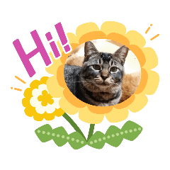 [LINEスタンプ] 我が家の保護猫たち