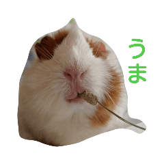 [LINEスタンプ] 小動物たちの友情
