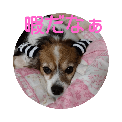 [LINEスタンプ] くるみちゃんですよろしくね