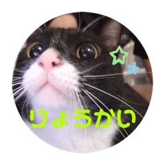 [LINEスタンプ] 6匹の元野良猫達