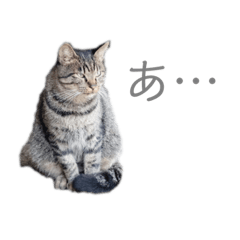 [LINEスタンプ] 猫 ねこ ネコ 野良