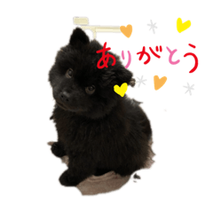 [LINEスタンプ] チャウチャウ くーちゃんpart2