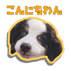 [LINEスタンプ] パンくんは新しい家族