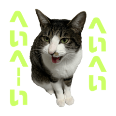 [LINEスタンプ] 猫のねぎ2改