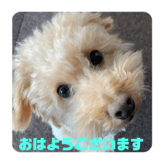 [LINEスタンプ] テディ日記 3