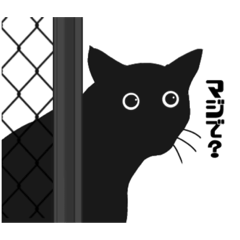 [LINEスタンプ] 黒猫の日常！