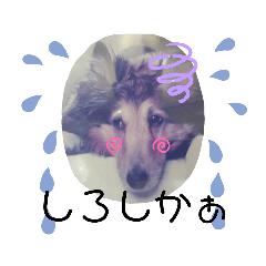 [LINEスタンプ] らりちゃん・博多弁
