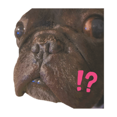 [LINEスタンプ] 卓上わさびじゃないよ、犬のわさびだよ