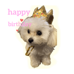 [LINEスタンプ] チワプーふうちゃん☆