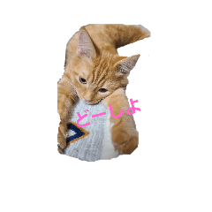 [LINEスタンプ] にゃーのきもち