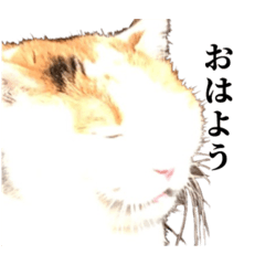 [LINEスタンプ] 吉村家の猫ちゃんの画像（メイン）