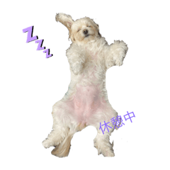 [LINEスタンプ] 動物大好きスタンプ