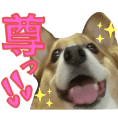 [LINEスタンプ] コーギーこじろう♀