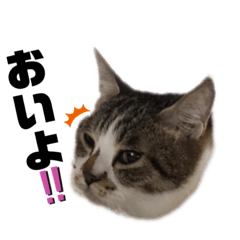 [LINEスタンプ] HEROちのニャンコ