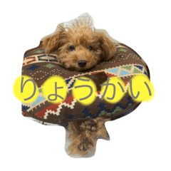 [LINEスタンプ] 亀くうちゃん