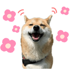 [LINEスタンプ] 柴犬日常会話スタンプ(夏純)
