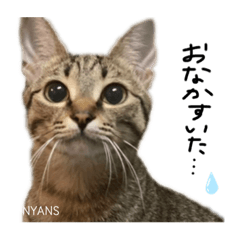 [LINEスタンプ] 動物愛護団体NYANS〜シンプル編〜